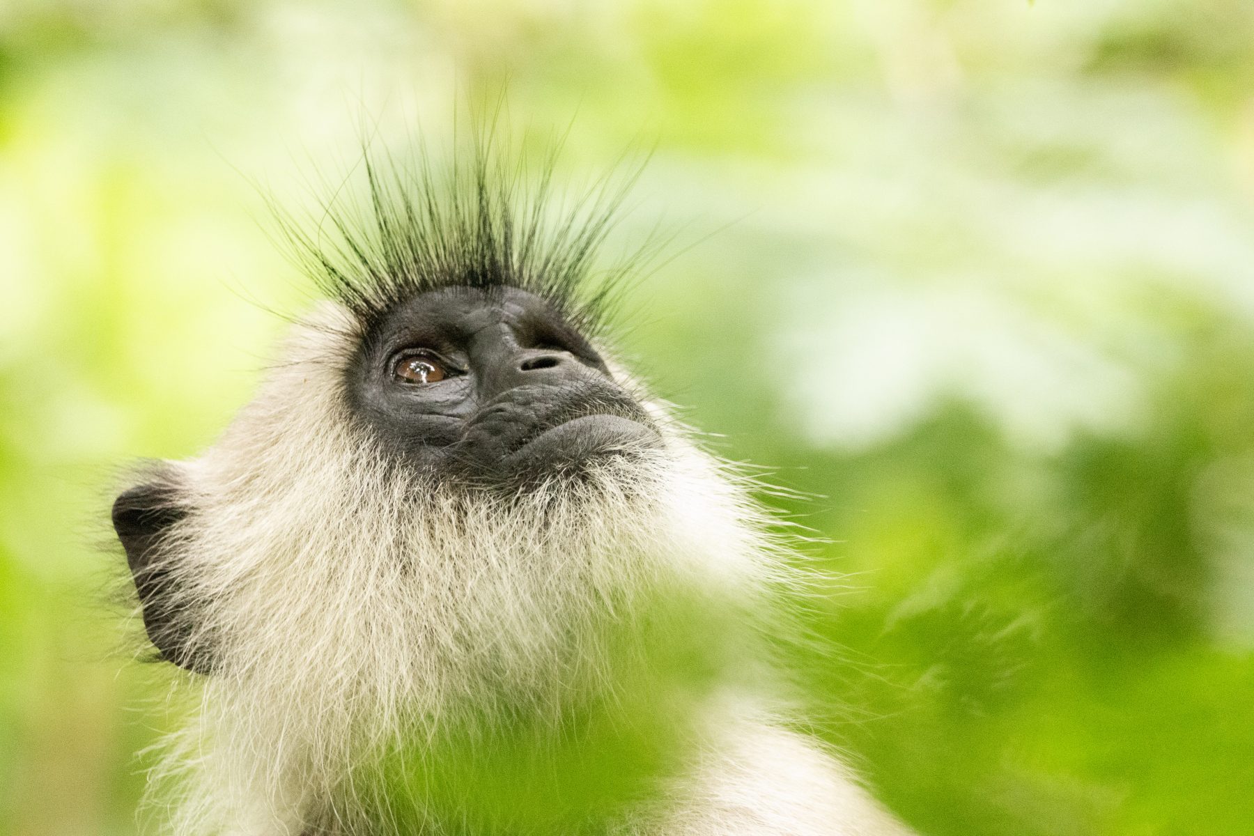 Grey Langur